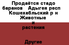 Продаётся стадо баранов - Адыгея респ., Кошехабльский р-н Животные и растения » Другие животные   . Адыгея респ.